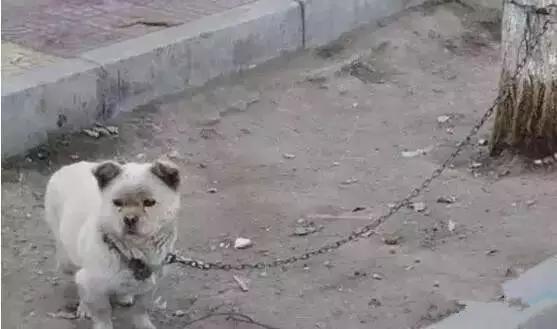 偷狗的完美方法_偷狗的完美方法在线观看全集
