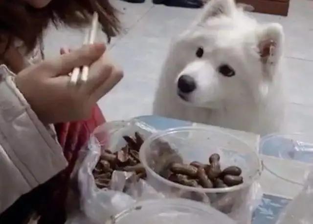 偷狗的完美方法_偷狗的完美方法在线观看全集