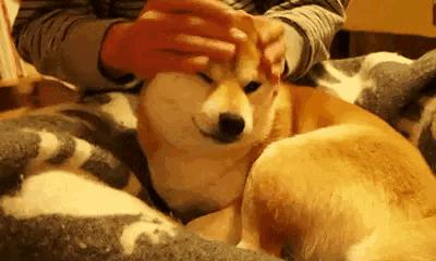 偷狗的完美方法_偷狗的完美方法在线观看全集