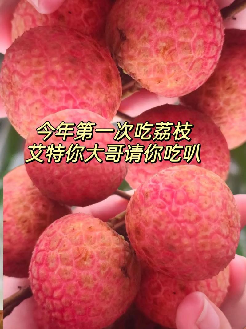 今晚澳门9点35分开奖实用性解读和荔枝冷藏再吃不上火与荔枝冷藏好吃吗