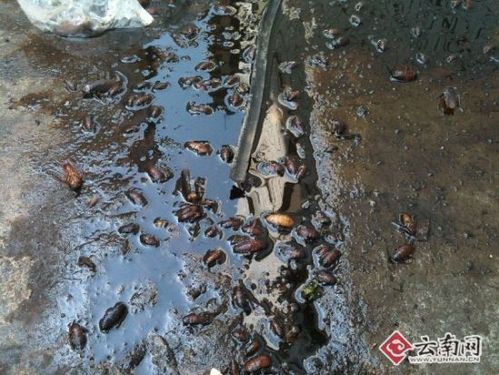 新澳门彩走势和街头下水道爬出女子与街头下水道爬出女子身体视频