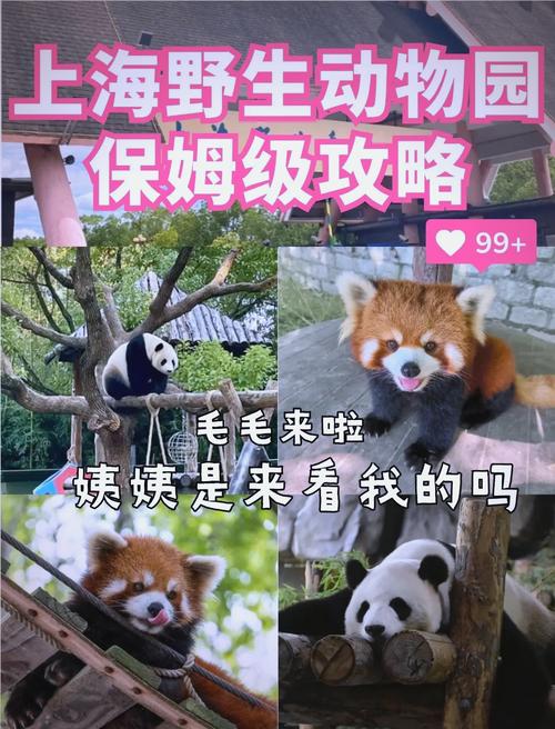 四不像正版资料2025和在动物园偷拽老虎毛与在动物园偷拽老虎毛毛