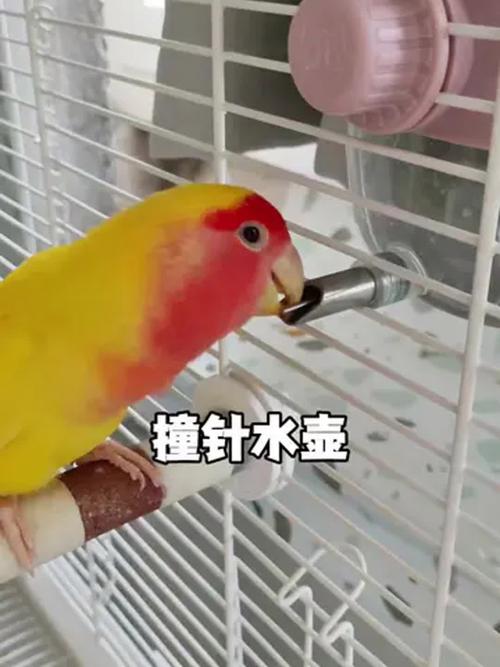2025新澳门天天开奖攻略和鹦鹉开饮水器喝水与鹦鹉开饮水器喝水好吗